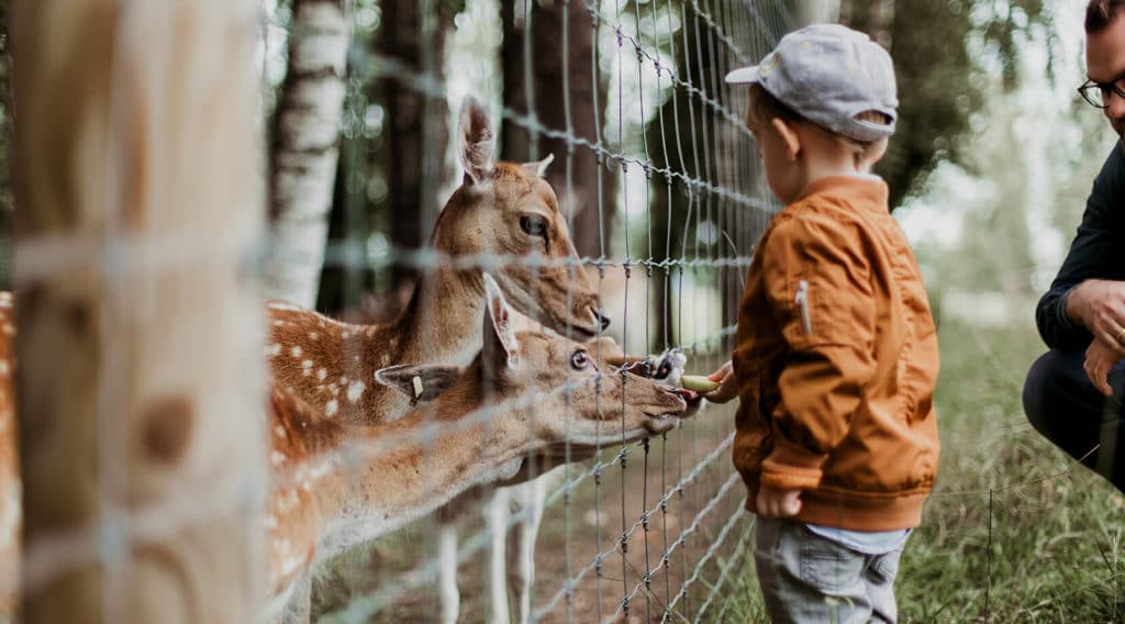 Insolite : entre camping et parc animalier, le Domaine de la